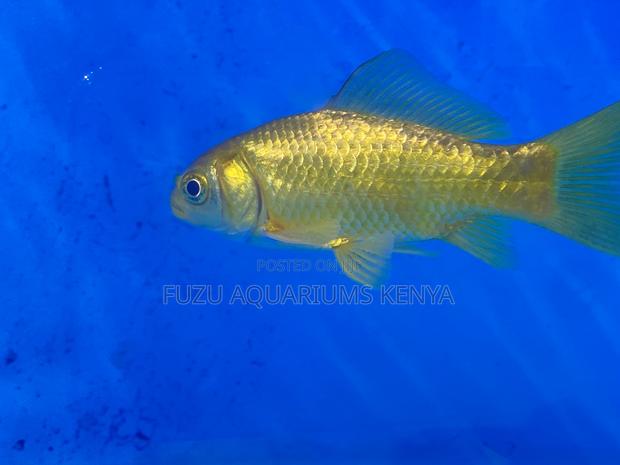 Family-Friendly Goldfish Pets - main view