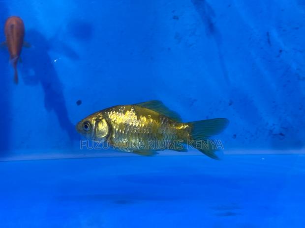 Goldfish Trio Pack - main view