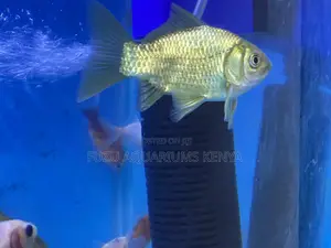 Long-Living Goldfish Companions