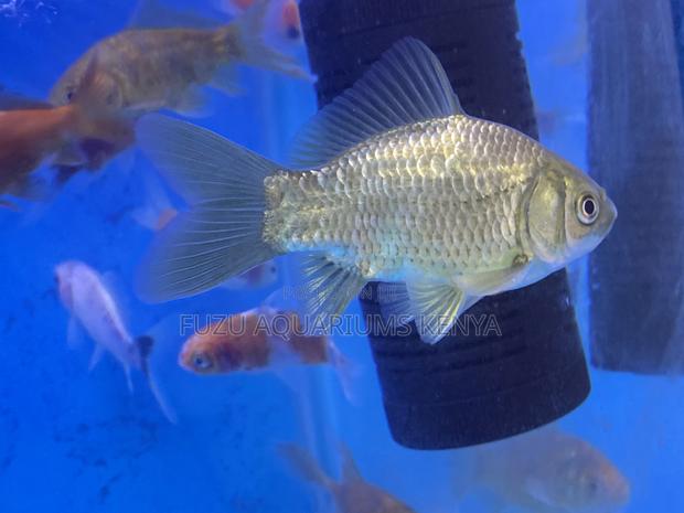 Mixed Goldfish for Indoor Tanks - main view