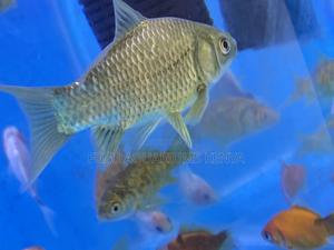 Beginner-Friendly Goldfish Pack - thumbnail 2