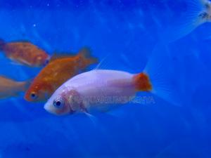 Goldfish With Shimmering Scales - thumbnail 2