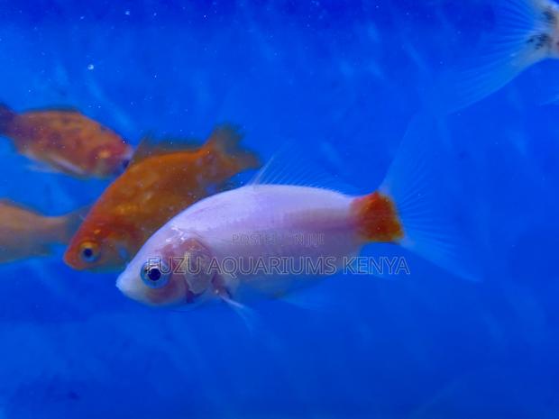 Goldfish With Shimmering Scales - main view