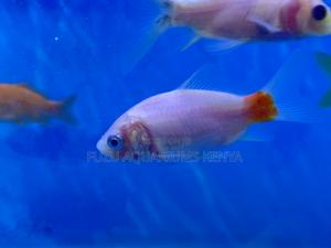 Mixed Goldfish Delivered to You - thumbnail 2