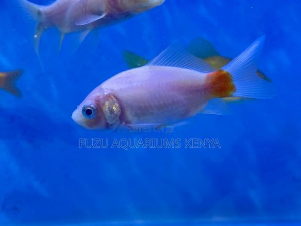 Best Goldfish for First-Time Owners - main view