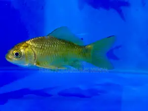 Colorful Goldfish Companions for Your Tank