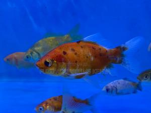 Tank-Ready Goldfish Mix - thumbnail 2