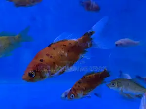 Pet Goldfish Your Kids Will Love