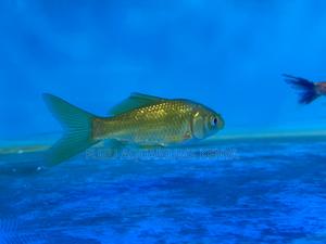 Hardy Goldfish for Any Setup - thumbnail 2