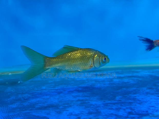 Hardy Goldfish for Any Setup - main view