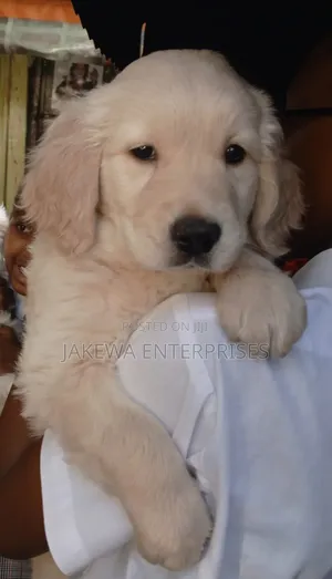 1-3 months Male Purebred Golden Retriever
