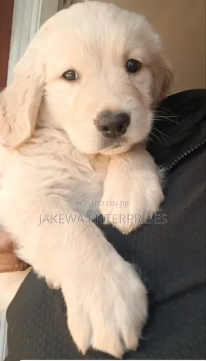 1-3 months Female Purebred Golden Retriever