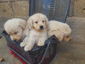 1-3 months Female Purebred Golden Retriever
