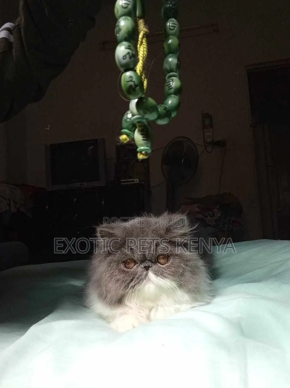 1-3 months Female Purebred Persian