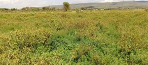 Plot for Sale