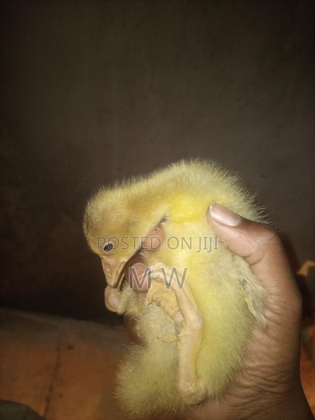 2 Week Old Geese/Goose/Goslings