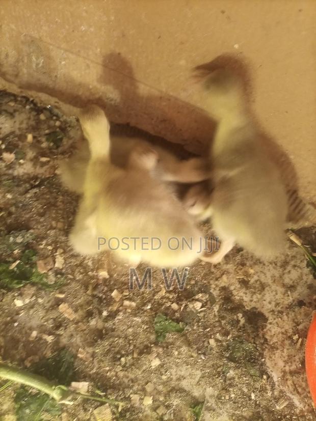 2 Week Old Geese/Goose/Goslings - thumbnail 3