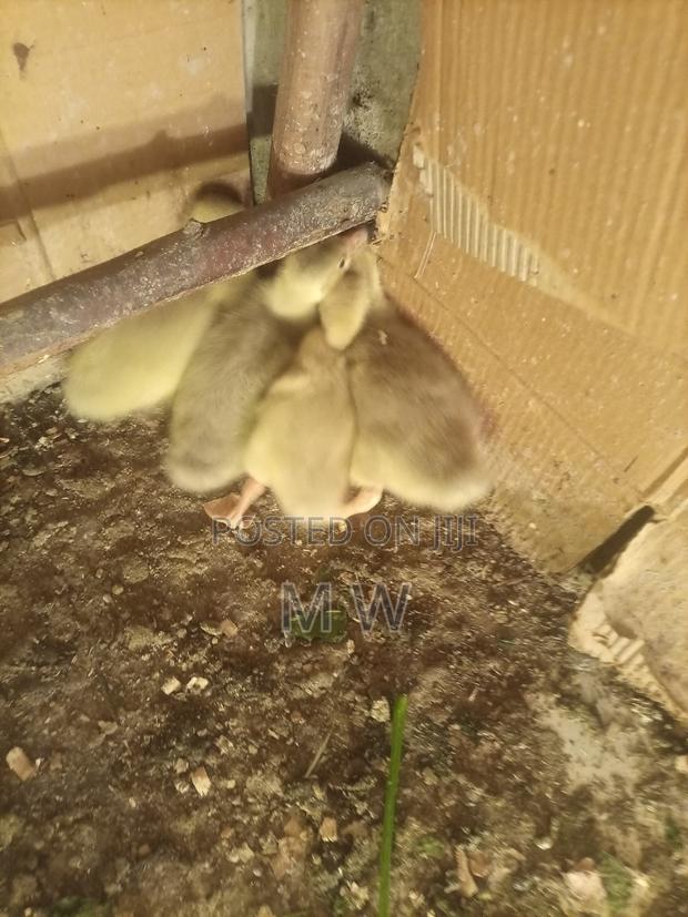2 Week Old Geese/Goose/Goslings - thumbnail 4