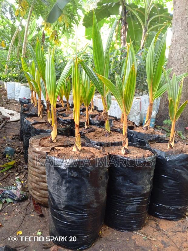 Dwarf Coconut Seedlings - thumbnail 3