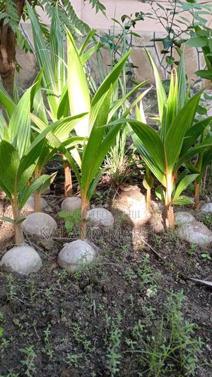 Dwarf Coconut Seedlings - thumbnail 2
