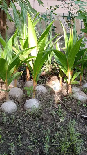 Dwarf Coconut Seedlings