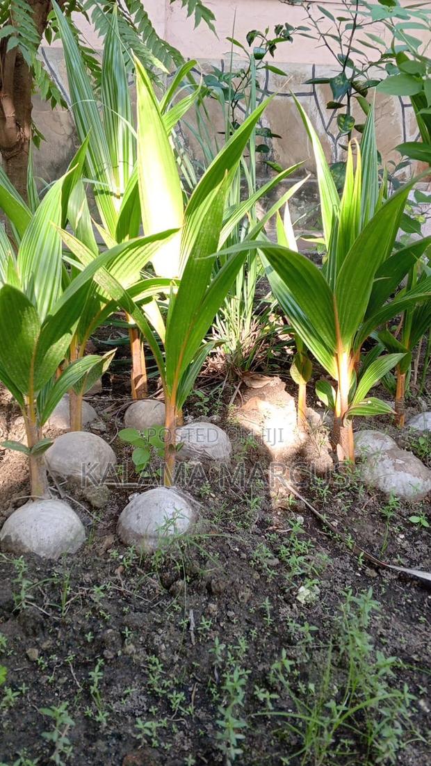 Dwarf Coconut Seedlings - main view