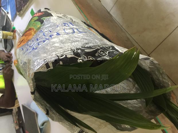 Dwarf Coconut Seedlings - thumbnail 4