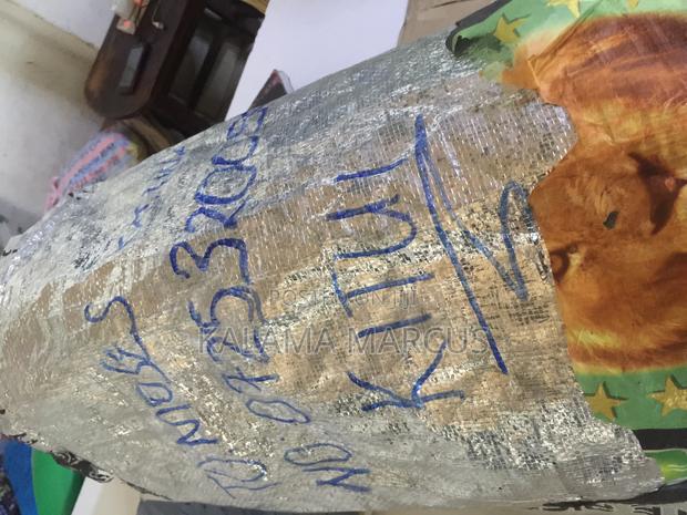 Dwarf Coconut Seedlings - thumbnail 5