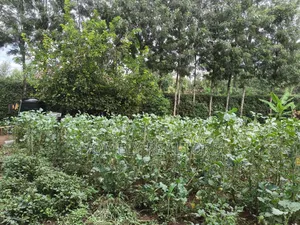 Quarter Acre Plot in Ngong, Kerarapon Drive Touching Tarmac