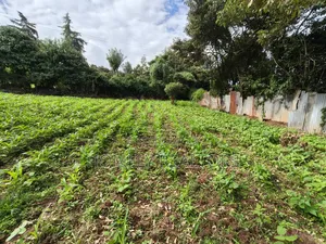 Quarter Acreplot in Kerarapon Drive, Ngong. Fertile Red Soil