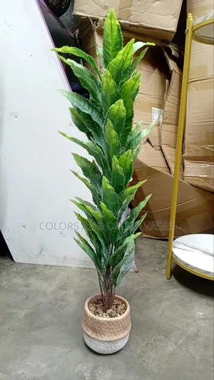 Bonsai 70cm Long Instock