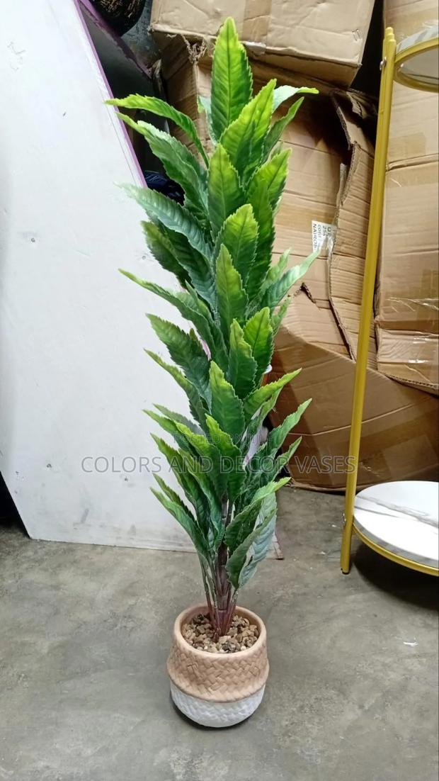 Bonsai 70cm Long Instock