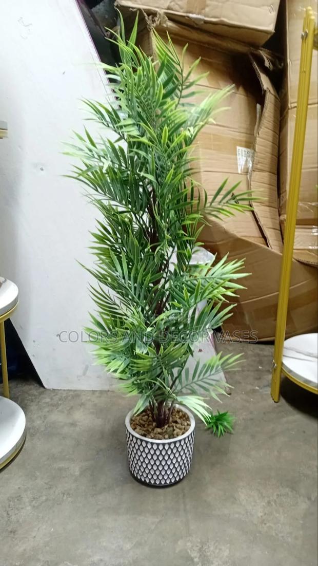 Bonsai 70cm Long Restocked