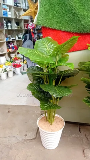 Green Plant in Big Vase Plus Stones KSH 6000