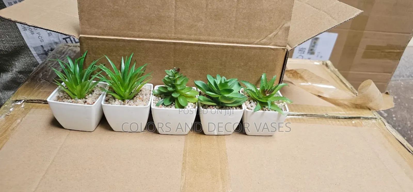Small Succulents in White Plastic Vases