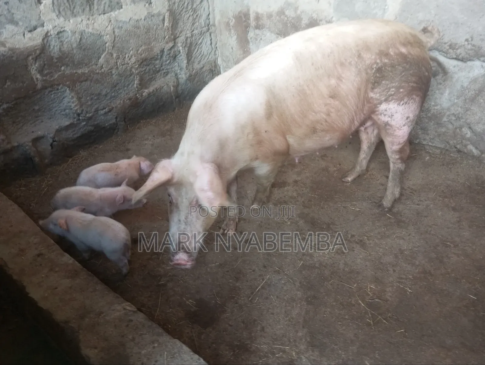 Mature Pigs and Piglets for Sale