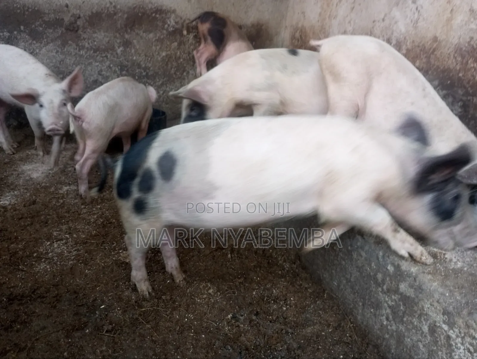 Mature Pigs and Piglets for Sale