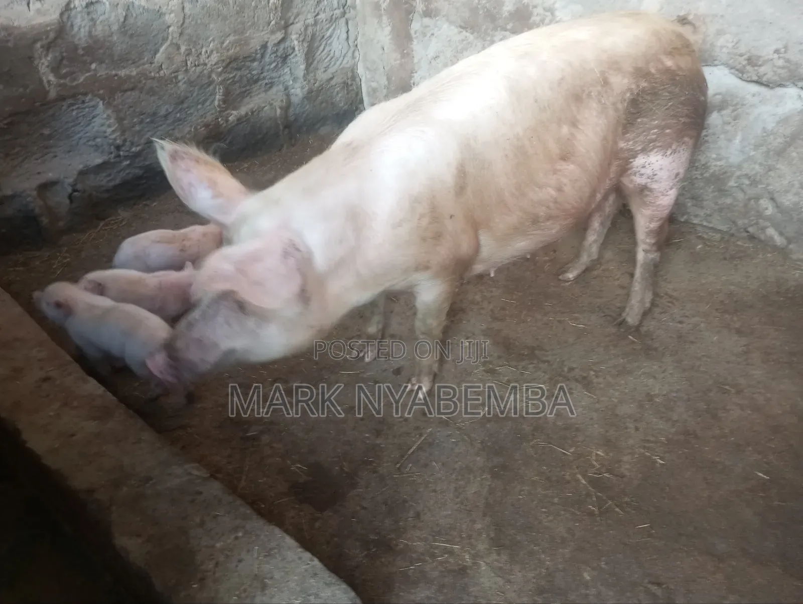 Mature Pigs and Piglets for Sale