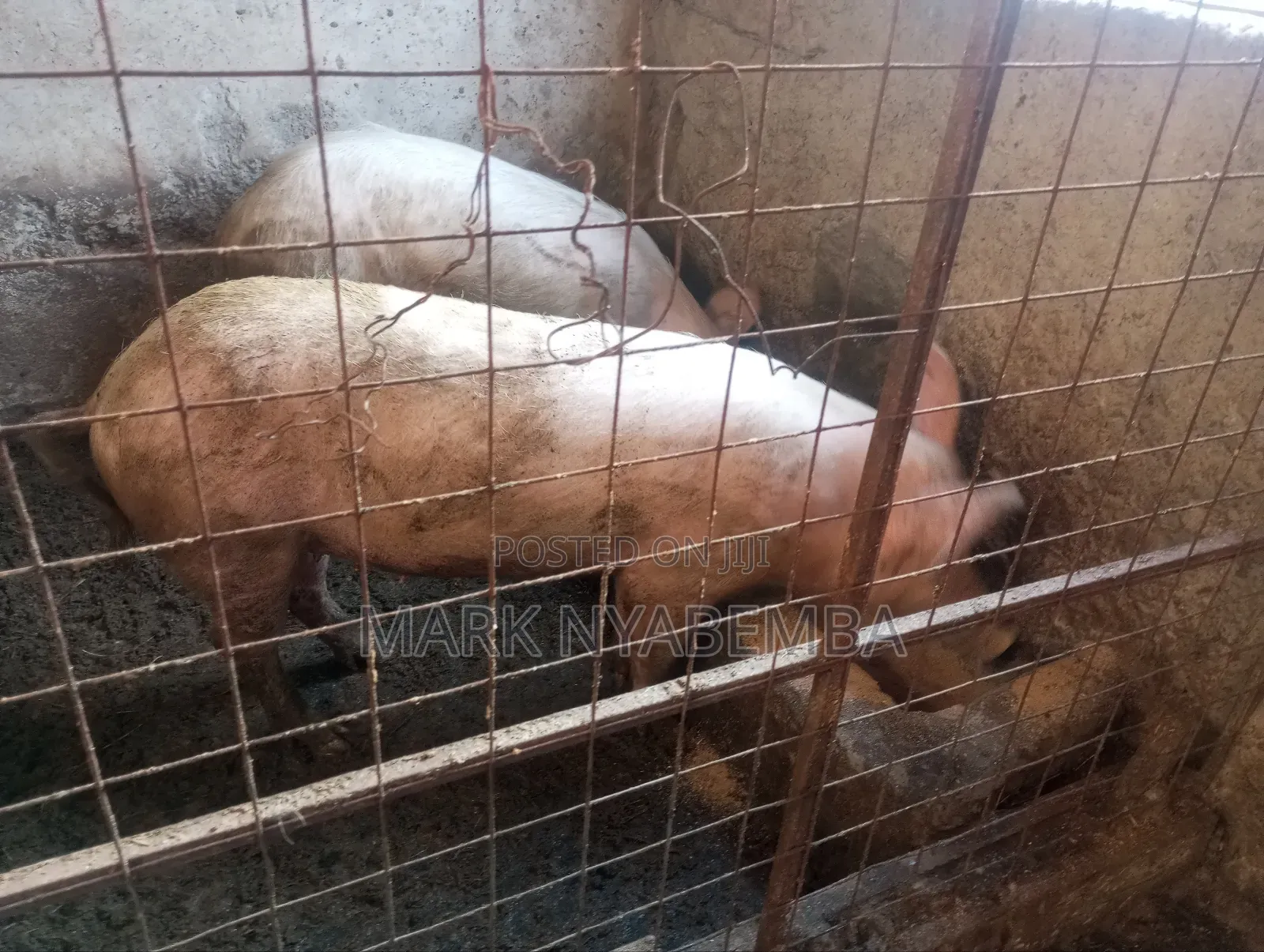 Mature Pigs and Piglets for Sale