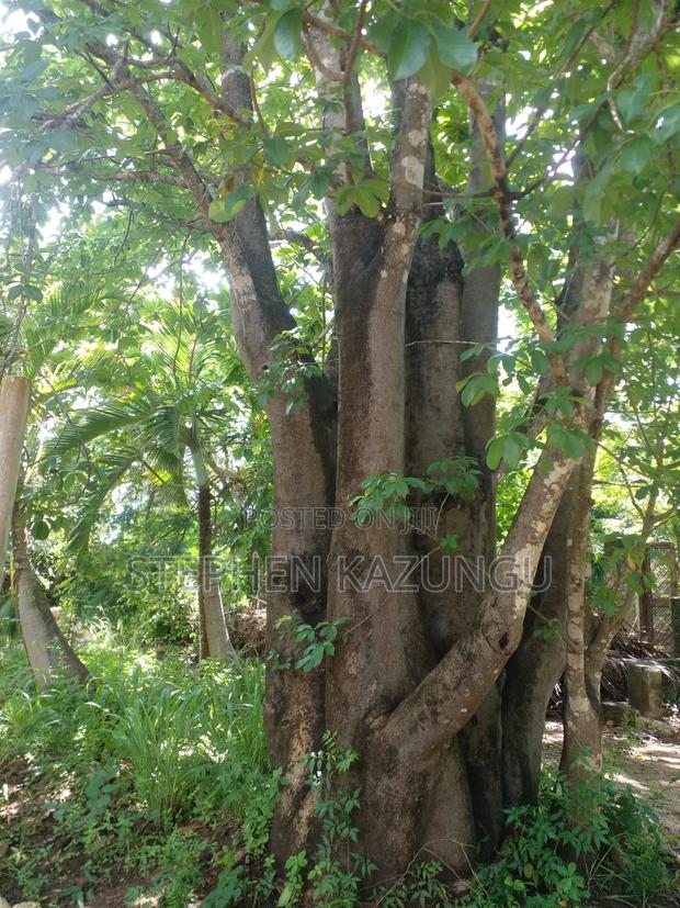 1 Acre Plot on 2nd Row, Tarmac Road Touching in Diani Beach - main view