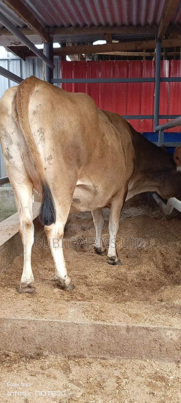 Jersey Pedigree Incalf Cow