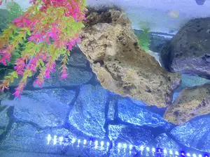 Natural-Look Coral Rock for Aquariums – Fish Love It!
