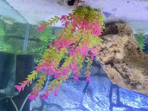 Aquarium Coral Rock – Safe, Stunning Realistic - thumbnail 2