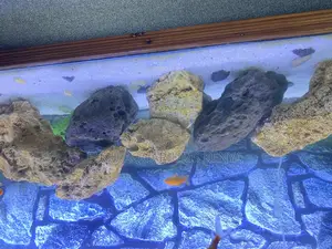 Aquarium Coral Rock – Perfect for Caves Hiding Spots