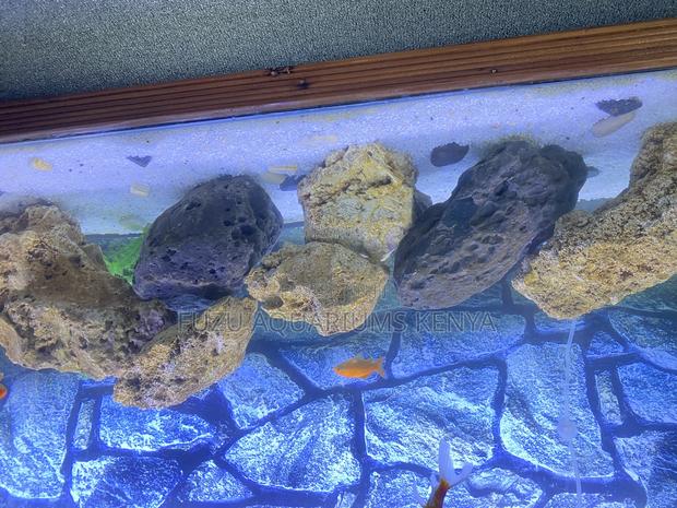 Aquarium Coral Rock – Perfect for Caves Hiding Spots