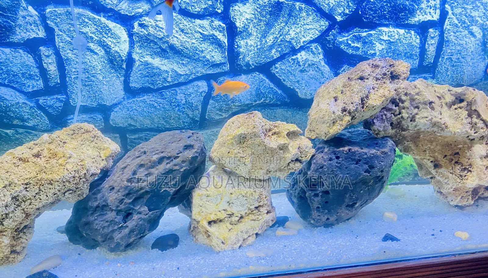 Bring the Reef Home – Vibrant Aquarium Coral Rock