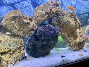 Fish Hide Play in These Realistic Coral Rocks! - thumbnail 2