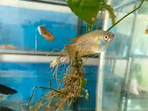 Vibrant Male Dwarf Gourami – A Splash of Color for Your Tank