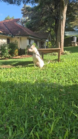 1+ year Male Purebred Dogo Argentino - thumbnail 2
