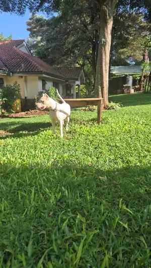 1+ year Male Purebred Dogo Argentino